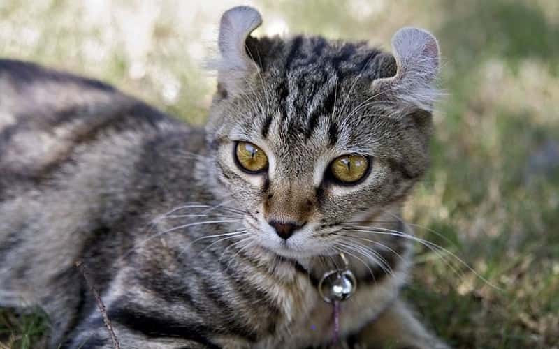 highlander-mixed-cat-breed-characteristics-facts-2