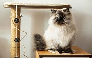 himalayan-mixed-cat-breed-characteristics-facts-1