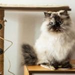 Japanese Bobtail – Mixed Cat Breed Characteristics & Facts