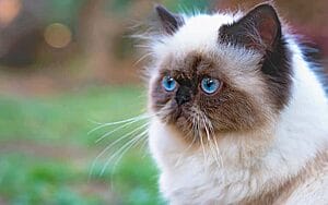 himalayan-mixed-cat-breed-characteristics-facts-2