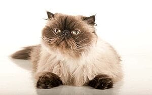 himalayan-mixed-cat-breed-characteristics-facts-3