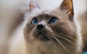 himalayan-mixed-cat-breed-characteristics-facts