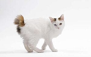 japanese-bobtail-mixed-cat-breed-characteristics-facts-1