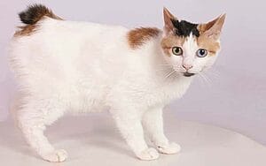 japanese-bobtail-mixed-cat-breed-characteristics-facts-3