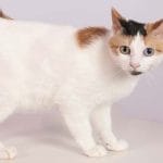 LaPerm – Mixed Cat Breed Characteristics & Facts