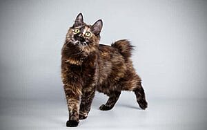 japanese-bobtail-mixed-cat-breed-characteristics-facts