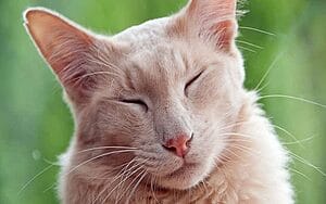 javanese-mixed-cat-breed-characteristics-facts-1