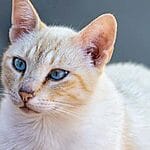 Korat – Mixed Cat Breed Characteristics & Facts