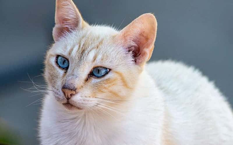 javanese-mixed-cat-breed-characteristics-facts-2