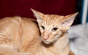 javanese-mixed-cat-breed-characteristics-facts-3