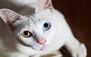 khao-manee-mixed-cat-breed-characteristics-facts-2