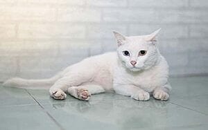 khao-manee-mixed-cat-breed-characteristics-facts-3
