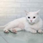 Kurilian Bobtail – Mixed Cat Breed Characteristics & Facts