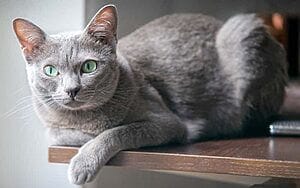 korat-mixed-cat-breed-characteristics-facts