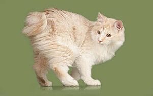 kurilian-bobtail-mixed-cat-breed-characteristics-facts-1