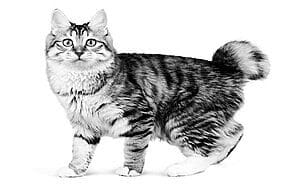 kurilian-bobtail-mixed-cat-breed-characteristics-facts-2