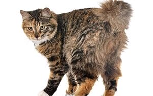 kurilian-bobtail-mixed-cat-breed-characteristics-facts-3