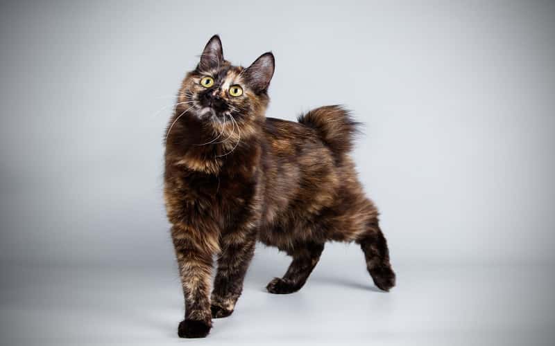 kurilian-bobtail-mixed-cat-breed-characteristics-facts