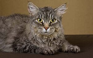 laperm-mixed-cat-breed-characteristics-facts-1