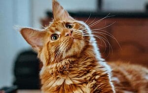 laperm-mixed-cat-breed-characteristics-facts-2