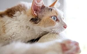 laperm-mixed-cat-breed-characteristics-facts-3