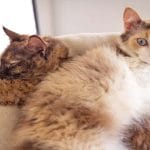 Japanese Bobtail – Mixed Cat Breed Characteristics & Facts