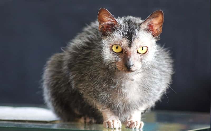 lykoi-mixed-cat-breed-characteristics-facts