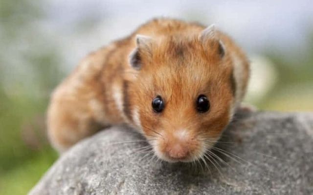 teddy-bear-hamster-breed-12-facts-you-need-to-know-1