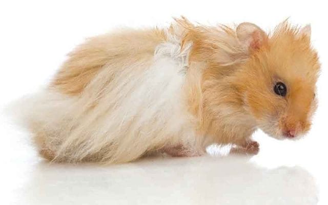 teddy-bear-hamster-breed-12-facts-you-need-to-know-2