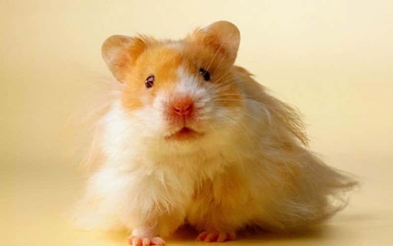 teddy-bear-hamster-breed-12-facts-you-need-to-know-3