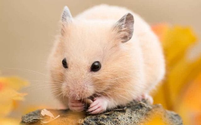 teddy-bear-hamster-breed-12-facts-you-need-to-know