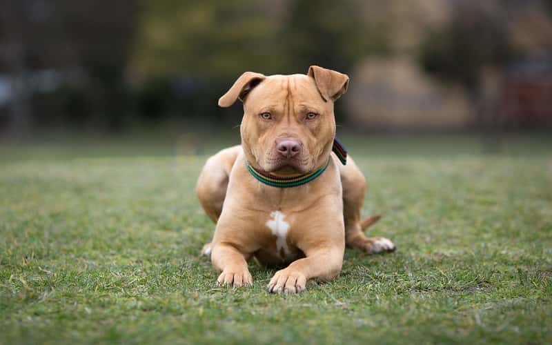 5-types-of-pit-bull-dog-breeds-1