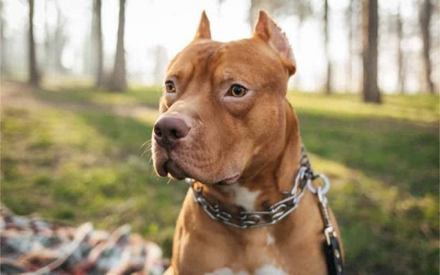 5-types-of-pit-bull-dog-breeds-2