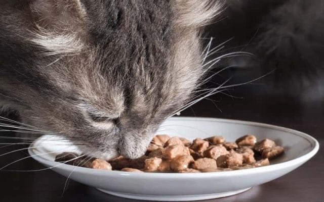 can-cat-eat-beans-best-tips-for-your-pet-2023-1