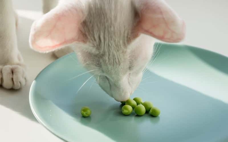 can-cat-eat-beans-best-tips-for-your-pet-2023-2