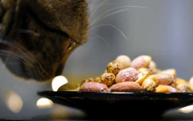 can-cat-eat-beans-best-tips-for-your-pet-2023
