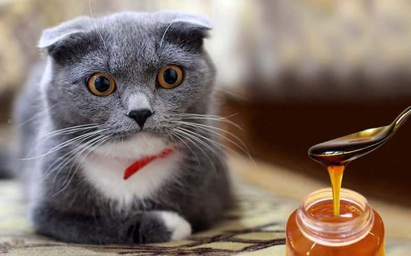 can-cats-eat-honey-all-pet-tips-you-need-to-know-1