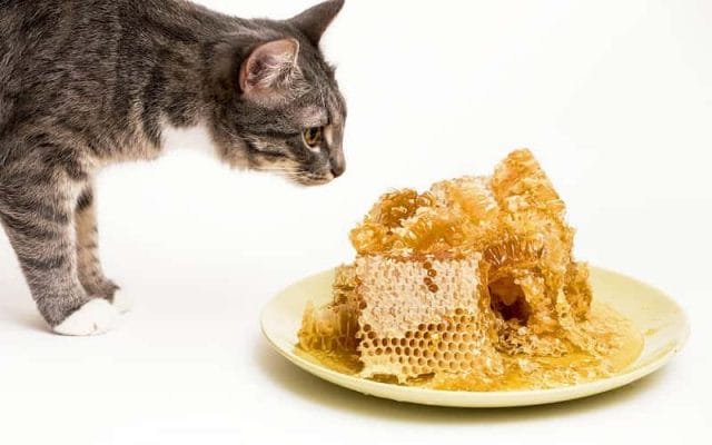 can-cats-eat-honey-all-pet-tips-you-need-to-know-2