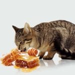 Can cats eat pineapple? All you must know 2023!