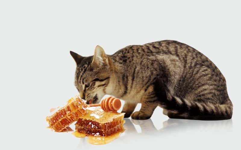 can-cats-eat-honey-all-pet-tips-you-need-to-know