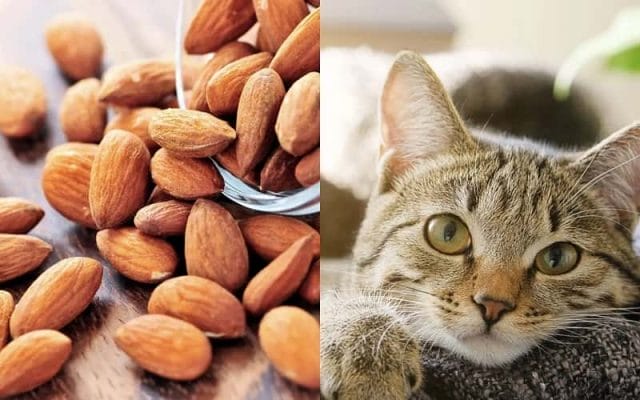 can-cats-eat-almonds-are-almonds-poisonous-to-cats