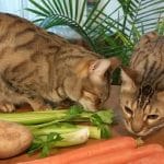 Can cats eat peas? Is pea safe for cats? Tips 2023 –  Petscaretip