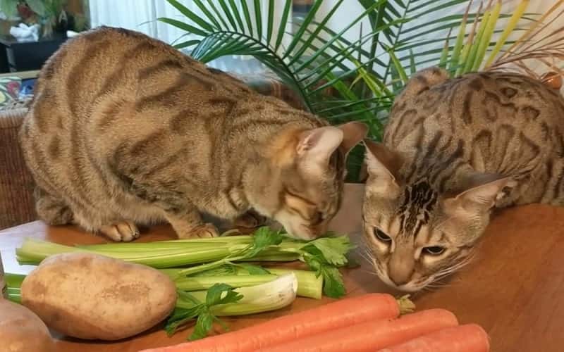 can-cats-eat-celery-all-you-need-to-know-2023