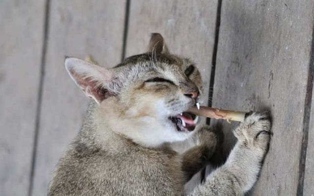 can-cats-eat-chicken-bone-are-bones-safe-for-cats-1