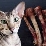 Can cats eat green beans? All you have to know 2023 – Petscaretip