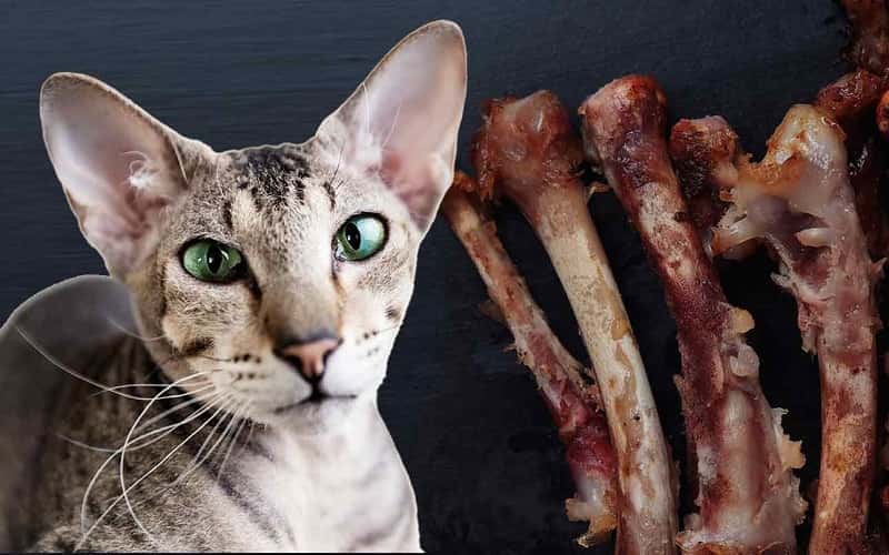can-cats-eat-chicken-bone-are-bones-safe-for-cats