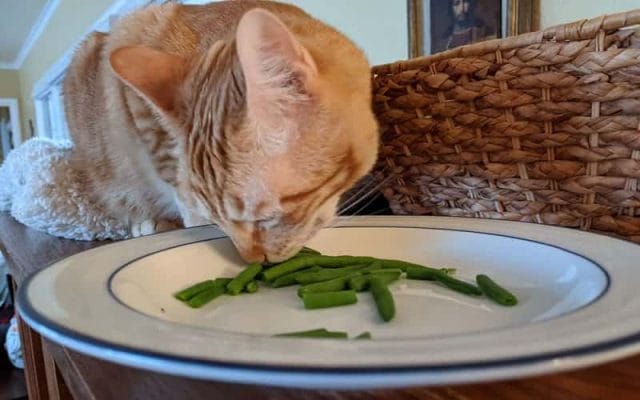 can-cats-eat-green-beans-all-you-have-to-know-1
