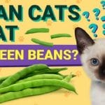 Can cats eat chicken bone? Are bones safe for cats! – Tips 2023