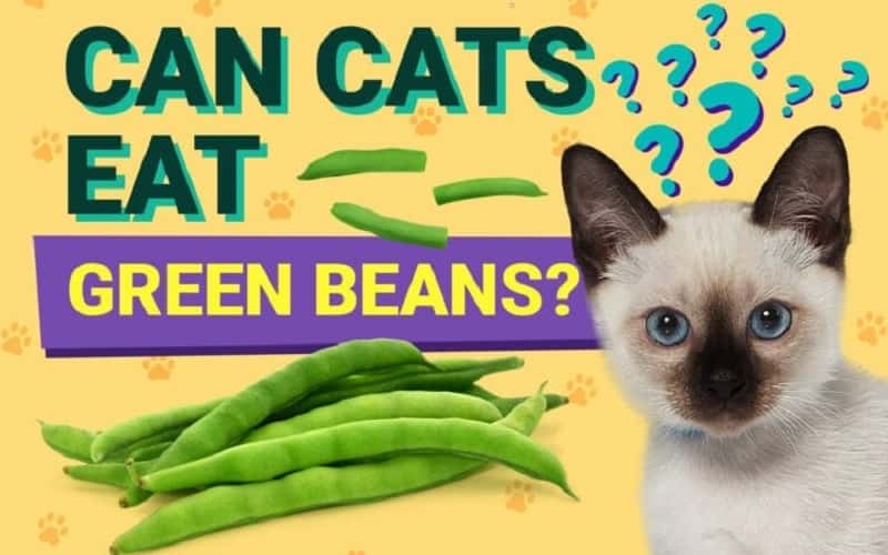 can-cats-eat-green-beans-all-you-have-to-know