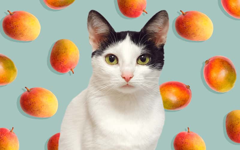 can-cats-eat-mangoes-are-mangoes-safe-for-cats-1